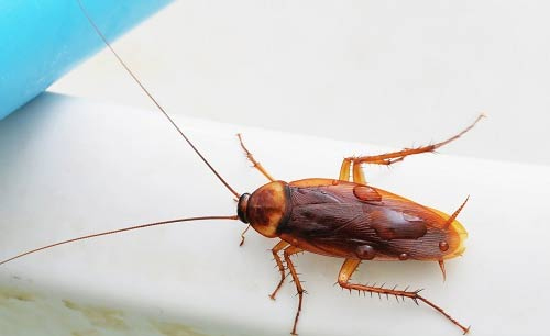 Cockroach Pest Control